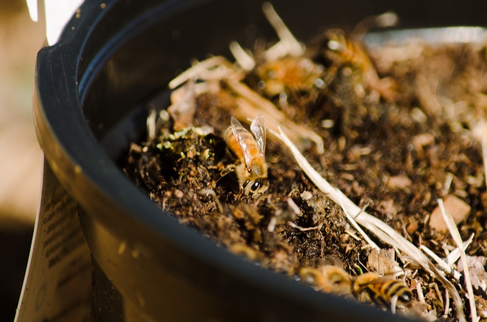 a close up of a potted plant with dirt