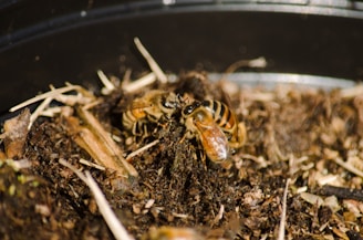 A bee appears to be burrowing into soil with its wings visible and surrounded by small sticks and dirt. The scene is likely taking place in a garden setting with natural debris scattered around.