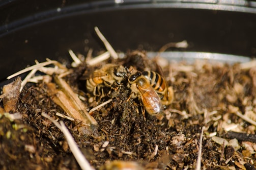 A bee appears to be burrowing into soil with its wings visible and surrounded by small sticks and dirt. The scene is likely taking place in a garden setting with natural debris scattered around.
