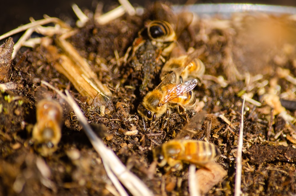 a group of bees sitting on top of a pile of dirt