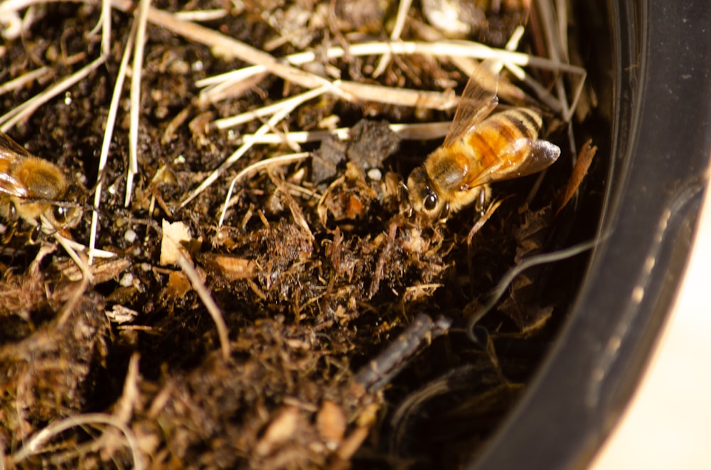 a close up of some dirt and plants