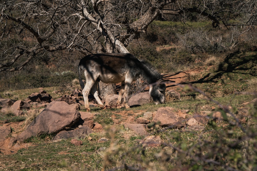 a cow grazing on grass on a rocky hillside