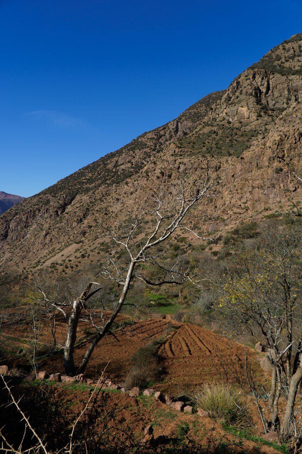 a view of a mountain with a few trees in the foreground