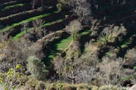 A landscape featuring terraced fields with an array of green vegetation interspersed with bare trees. The terraces are neatly arranged, creating a pattern across the hillside. Light and shadow play across the scene, highlighting the contrast between the lush vegetation and the leafless trees.