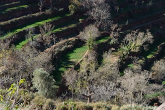A landscape featuring terraced fields with an array of green vegetation interspersed with bare trees. The terraces are neatly arranged, creating a pattern across the hillside. Light and shadow play across the scene, highlighting the contrast between the lush vegetation and the leafless trees.