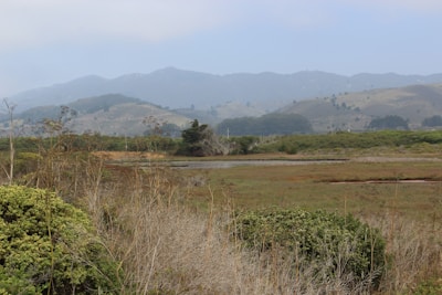 A panoramic view of the Breton marsh with blossoming reeds and distant hills