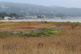 A coastal landscape with a vast expanse of brown and green marshland in the foreground. In the distance, there is a small town with houses and buildings near a bay, where numerous sailboats are docked. Rolling hills and mountains covered in foliage form the backdrop, with a slightly overcast sky above.
