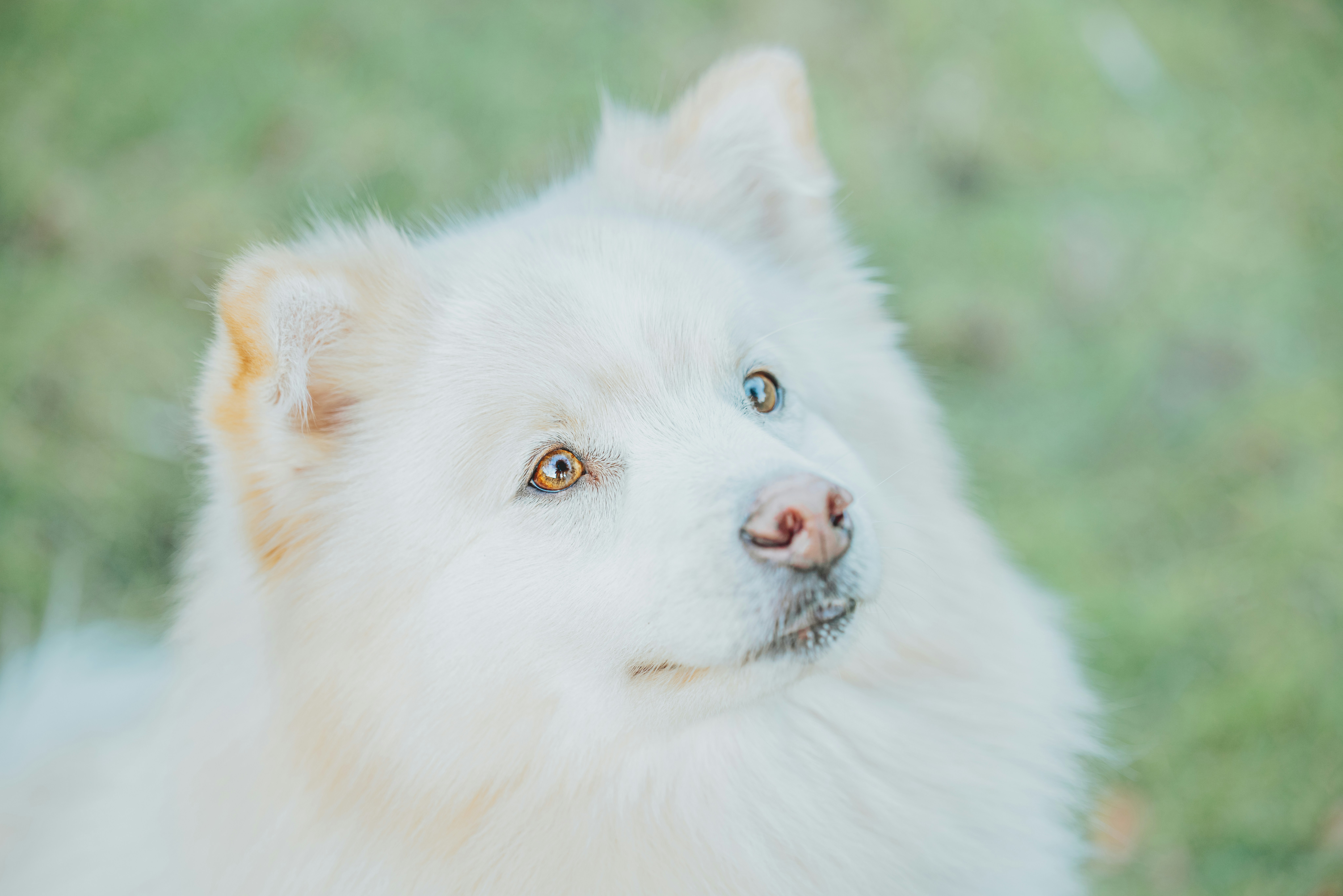 A close up of a white dog with blue eyes photo – Free Dog profile Image ...