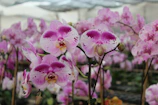 Group of diverse orchids displayed at a lively Buffalo botanical garden event.