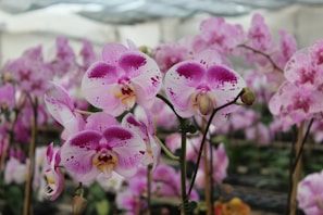 A vibrant display of pink and white orchids with speckled petals in a greenhouse setting. The blossoms are in various stages of bloom, with slender stems and lush green leaves in the background.