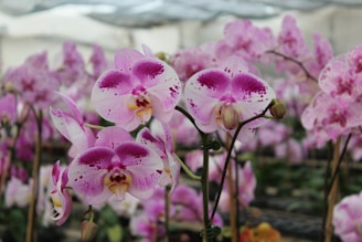 A vibrant display of pink and white orchids with speckled petals in a greenhouse setting. The blossoms are in various stages of bloom, with slender stems and lush green leaves in the background.