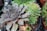 Several succulent plants with thick, fleshy leaves are arranged in pots. The leaves display a range of colors from deep purple to vibrant green, with rosette formations that are characteristic of many succulents.