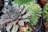 Several succulent plants with thick, fleshy leaves are arranged in pots. The leaves display a range of colors from deep purple to vibrant green, with rosette formations that are characteristic of many succulents.