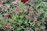A dense collection of succulent plants with elongated green leaves and clusters of small pink buds. The plants are growing in individual brown pots, arranged closely together. The foliage is vibrant, with a lush texture creating a sense of abundance.