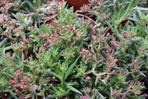 A dense collection of succulent plants with elongated green leaves and clusters of small pink buds. The plants are growing in individual brown pots, arranged closely together. The foliage is vibrant, with a lush texture creating a sense of abundance.