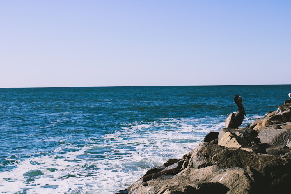 Un couple d’oiseaux assis au sommet de rochers près de l’océan