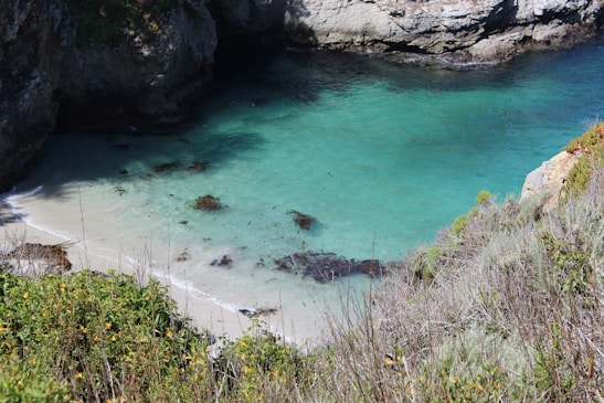 A serene coastal cove with clear turquoise water bordered by rugged rocky cliffs. The shore is lined with fine white sand, and patches of seaweed are scattered along the beach. Lush green vegetation with small yellow flowers grows on the slope leading down to the cove.