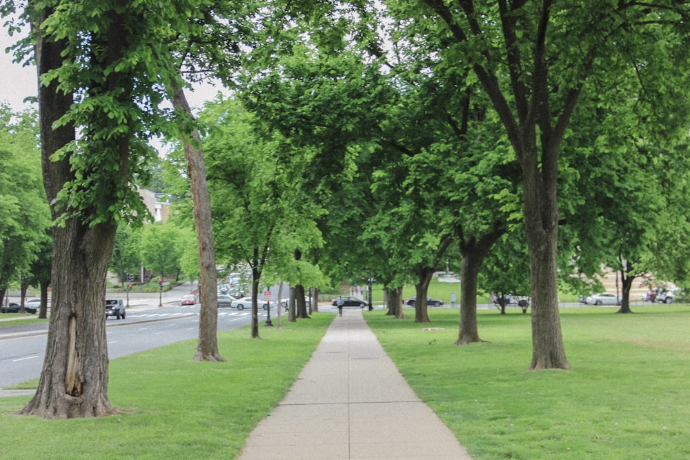 a sidewalk in a park lined with trees