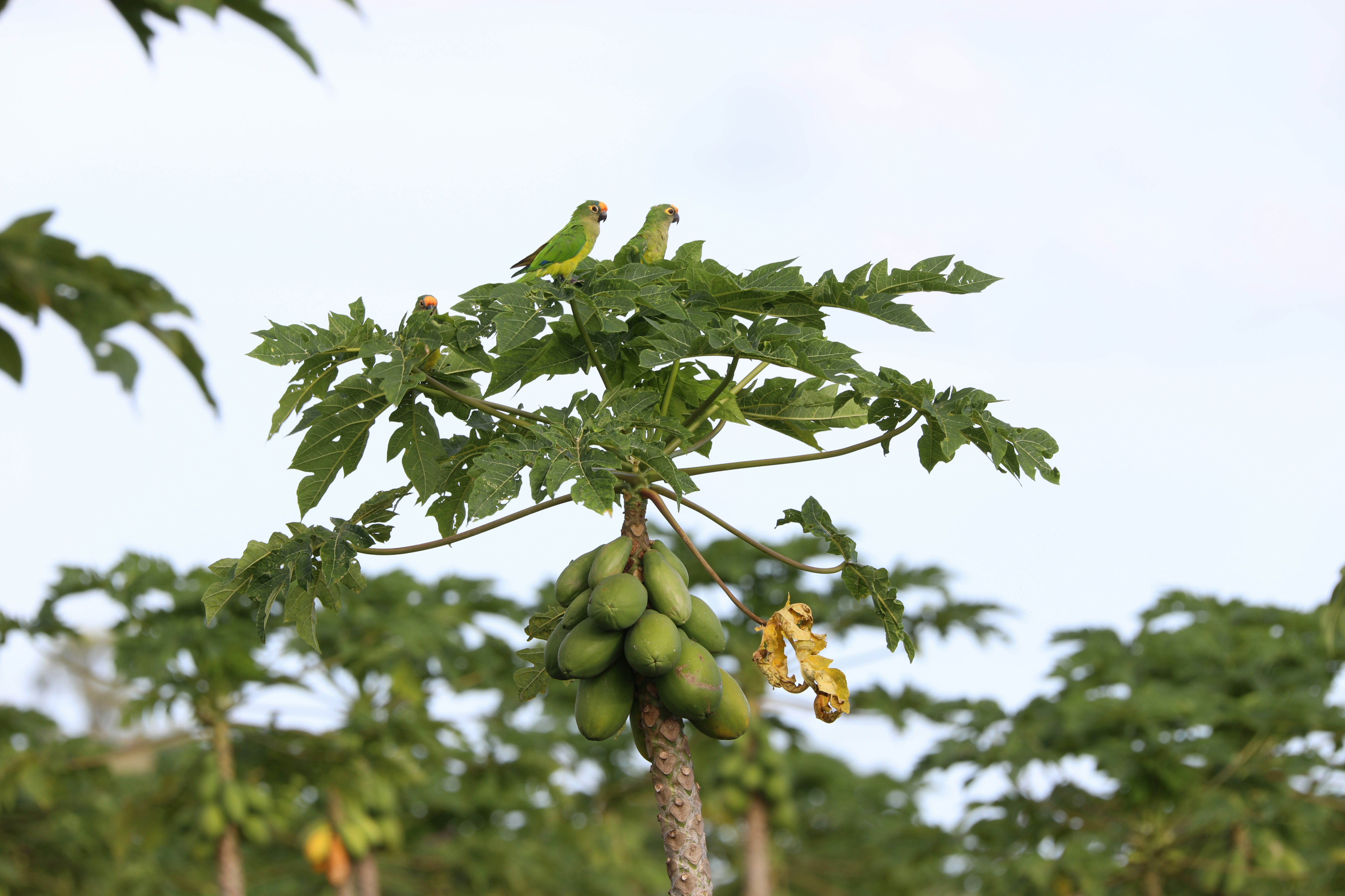 Photo by marcusdallcol