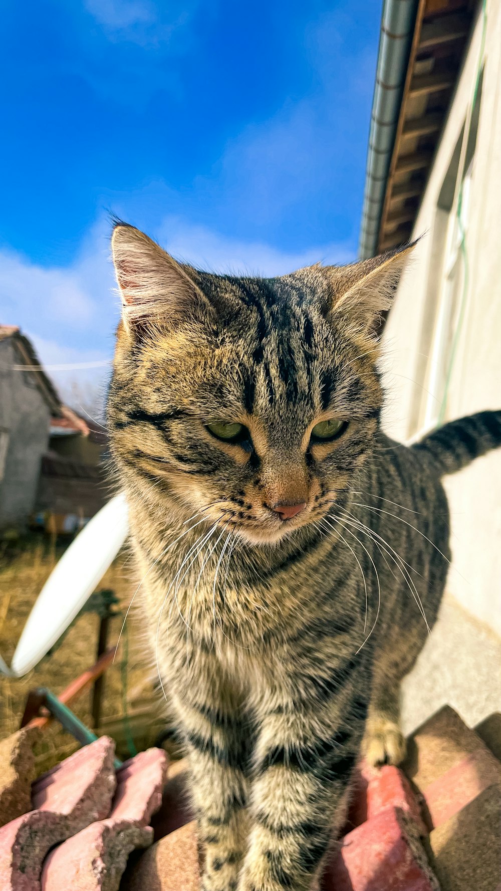 a cat standing on top of a pile of bricks