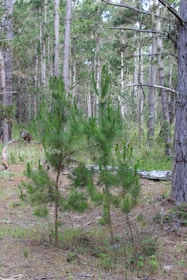 A dense forest scene with a variety of tall pine trees and two small saplings in the foreground surrounded by grass and fallen twigs. The forest floor is covered with dry pine needles and scattered green plants.