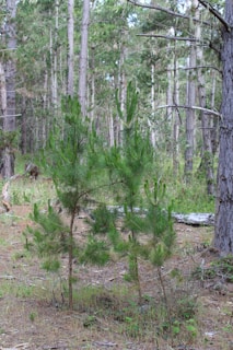 A dense forest scene with a variety of tall pine trees and two small saplings in the foreground surrounded by grass and fallen twigs. The forest floor is covered with dry pine needles and scattered green plants.