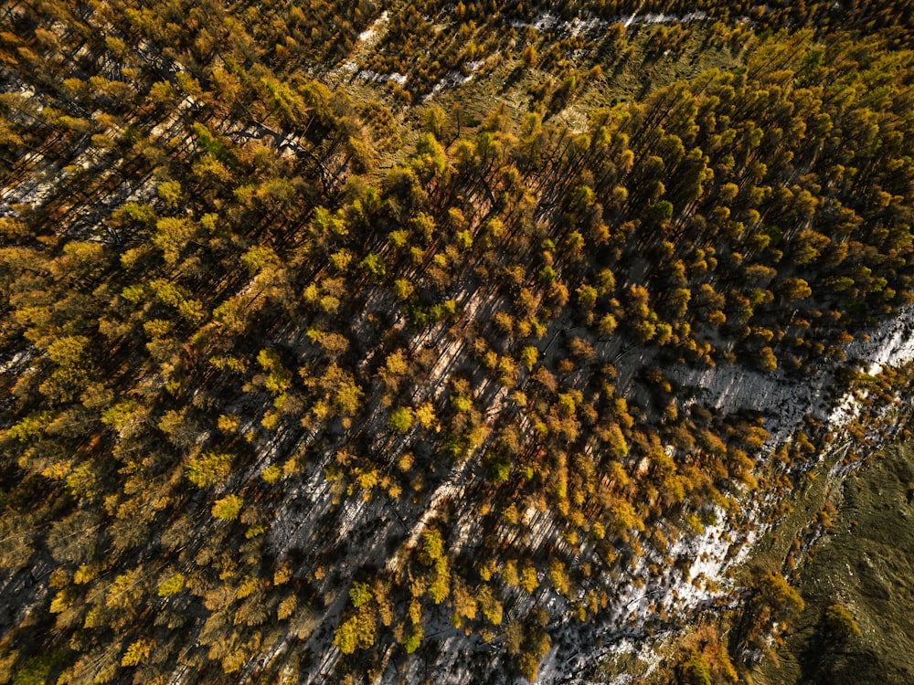 an aerial view of a group of trees in a forest
