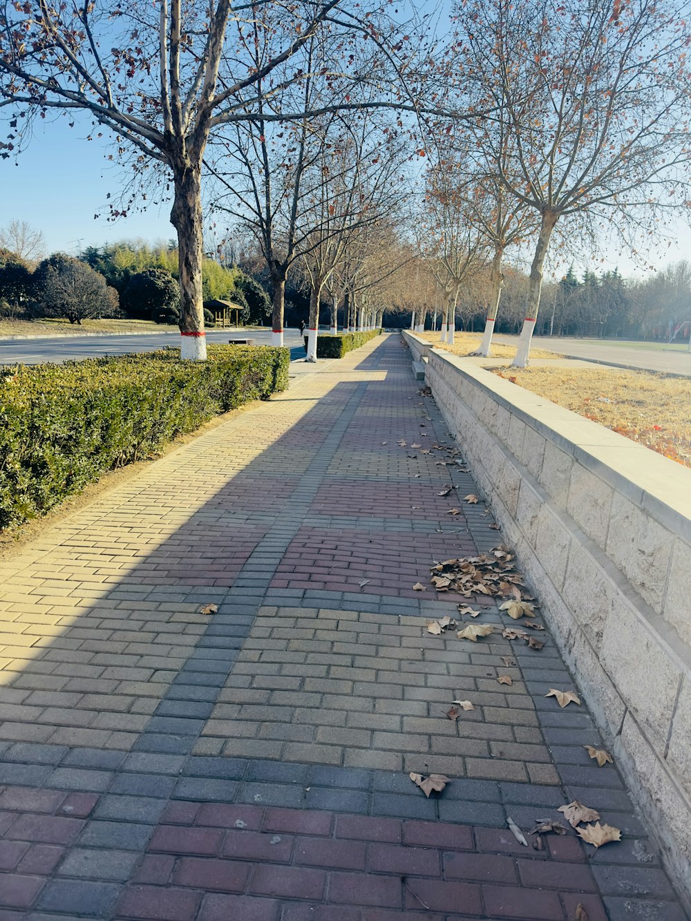 a brick sidewalk with a tree in the background