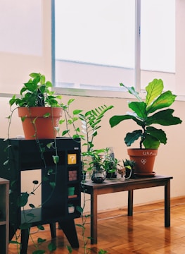 A well-lit indoor space featuring a variety of potted plants, including a large fiddle leaf fig and other greenery, placed on wooden furniture. A light-colored wall with a large window enhances the natural ambiance. Small decorative items and a black cabinet with a mystery box design add a playful touch.