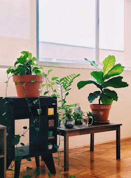 A well-lit indoor space featuring a variety of potted plants, including a large fiddle leaf fig and other greenery, placed on wooden furniture. A light-colored wall with a large window enhances the natural ambiance. Small decorative items and a black cabinet with a mystery box design add a playful touch.