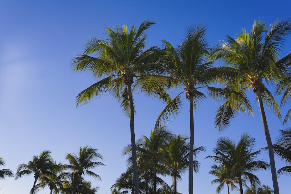 a group of palm trees against a blue sky