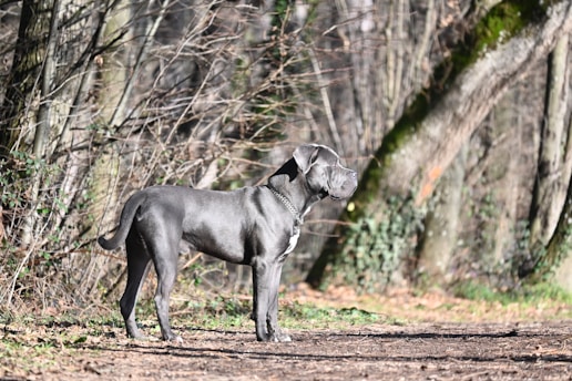 Cane Corso
