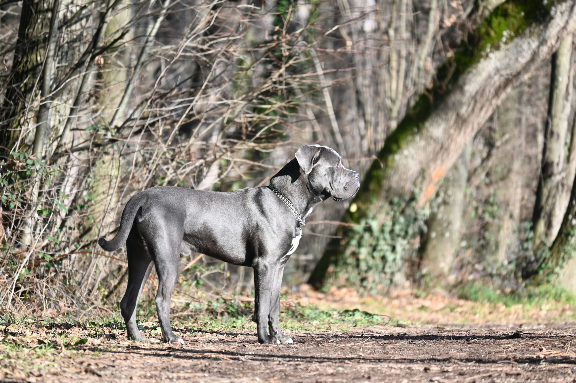 All About Blue Cane Corsos: A Breed Profile for 2023