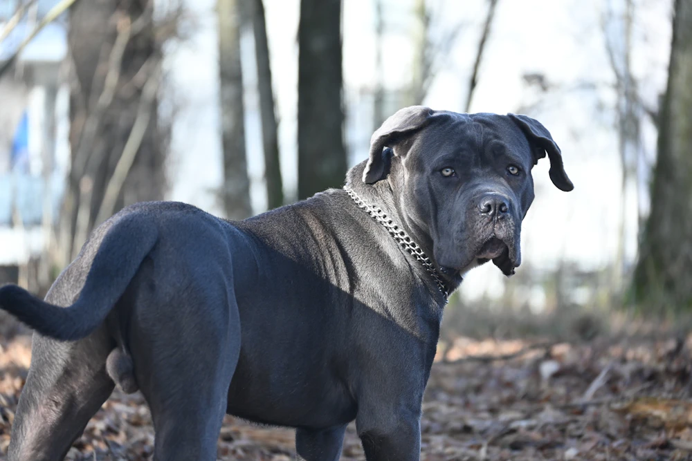 Cane Corso at rest