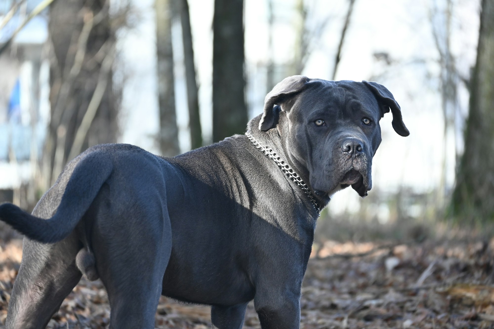 pitbull mastiff mix