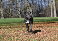 a black and white dog running through a leaf covered field