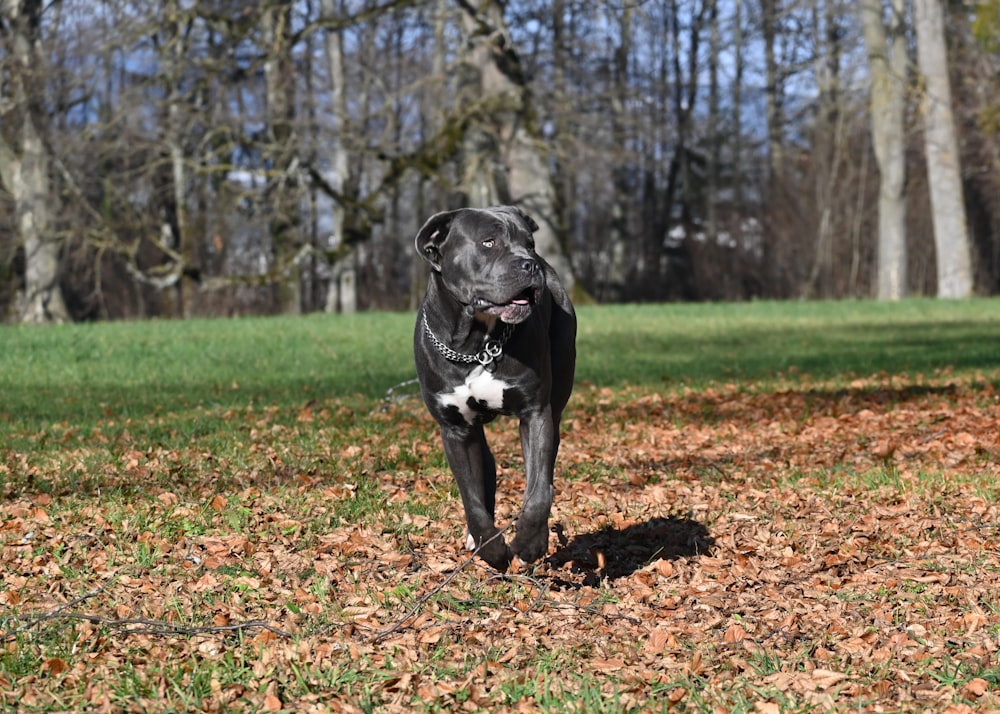 a black and white dog running through a leaf covered field