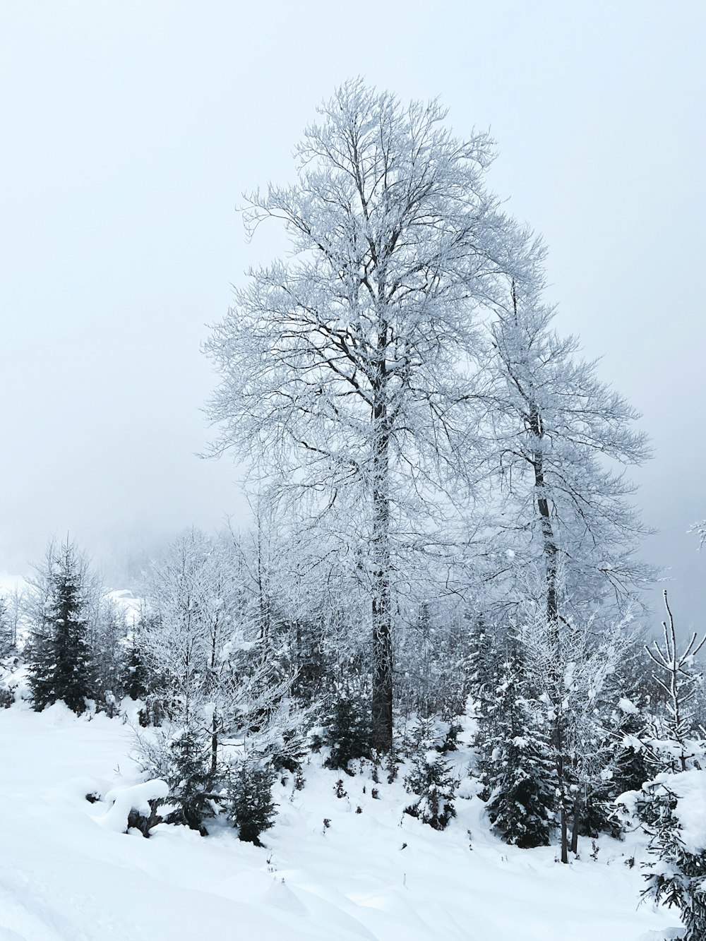 a snow covered forest with a few trees