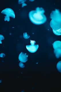 Glowing jellyfish float gracefully in a dark underwater setting. Their translucent bodies emit a soft blue luminescence, creating an ethereal and serene atmosphere.