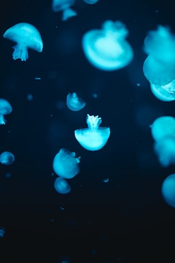 Glowing jellyfish float gracefully in a dark underwater setting. Their translucent bodies emit a soft blue luminescence, creating an ethereal and serene atmosphere.