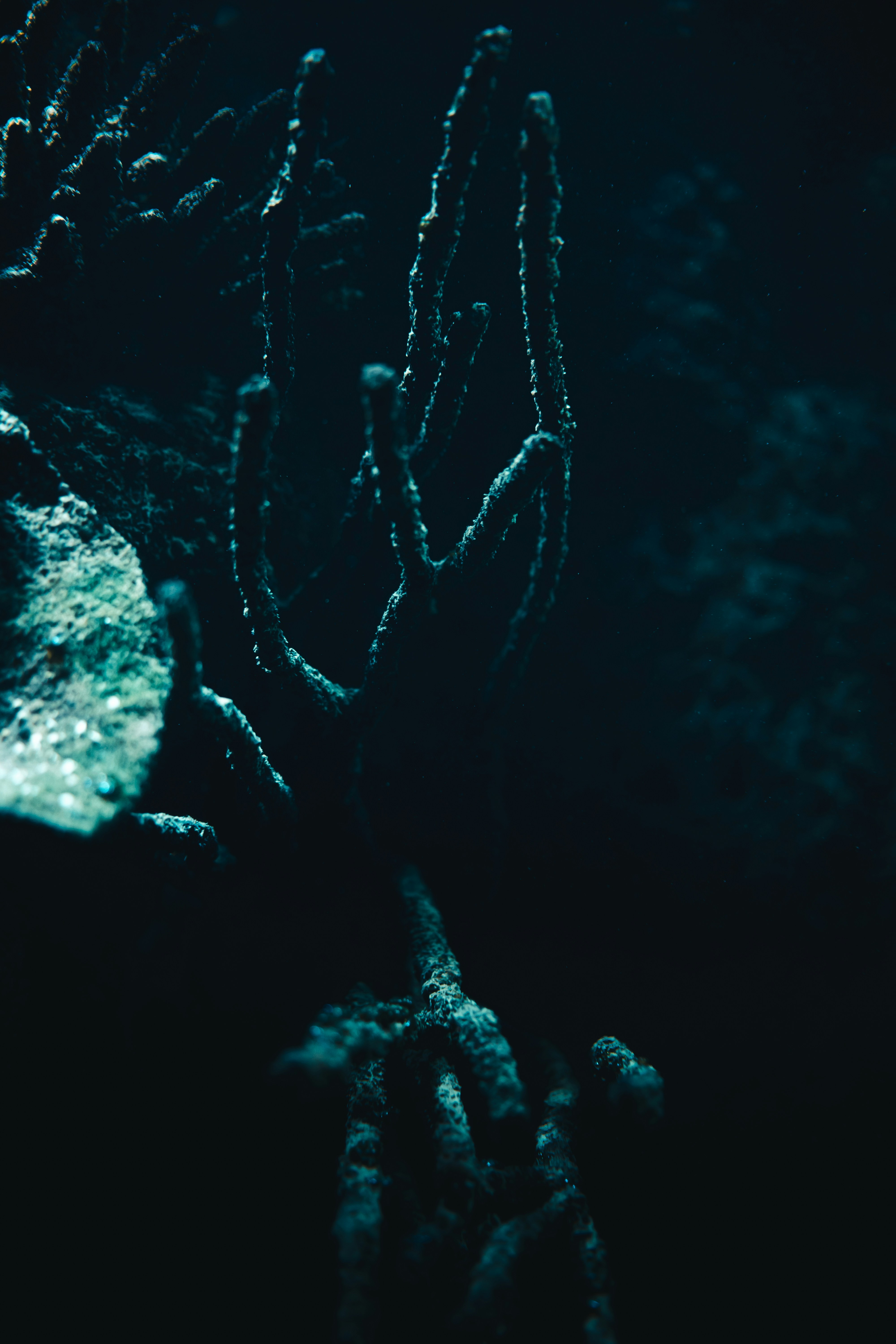 Photo by mauricesahl