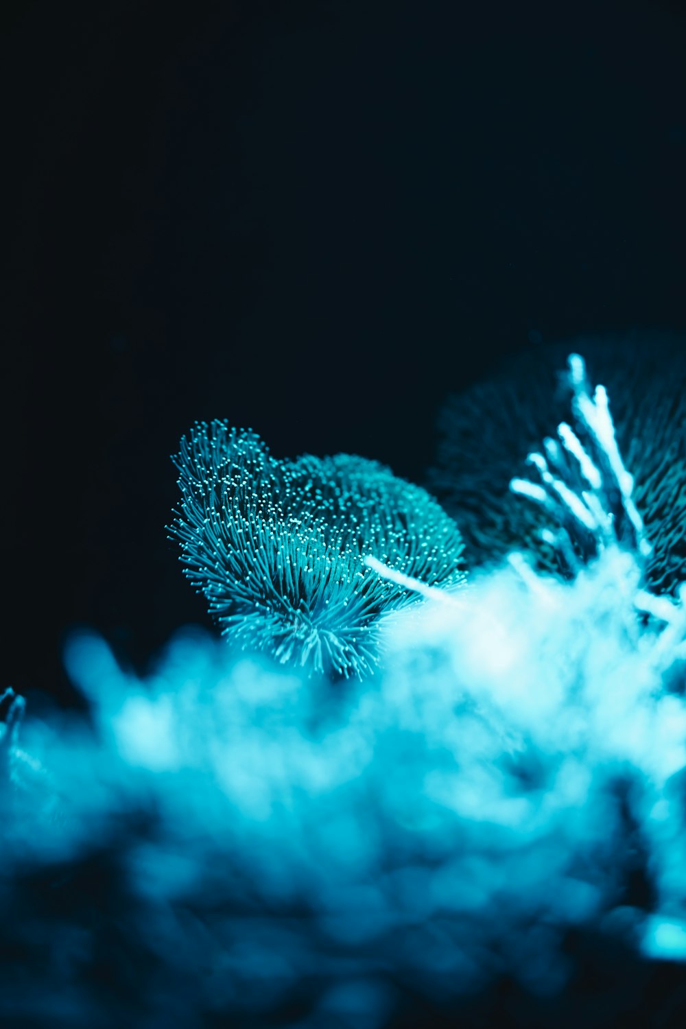 a close up of a bunch of plants in the dark