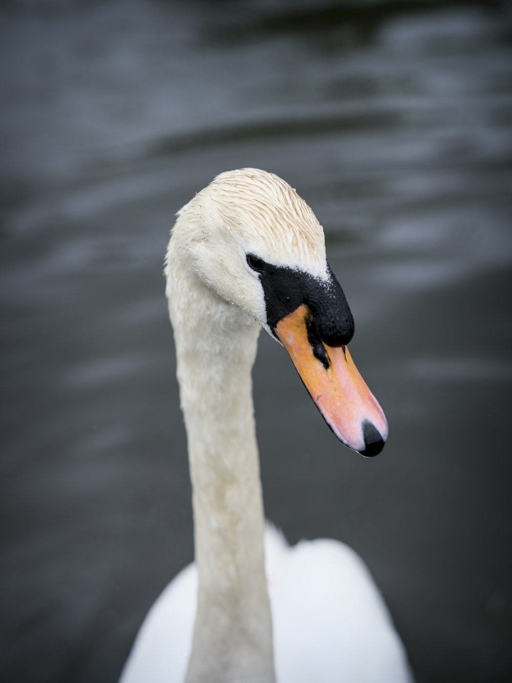 a close up of a swan in the water