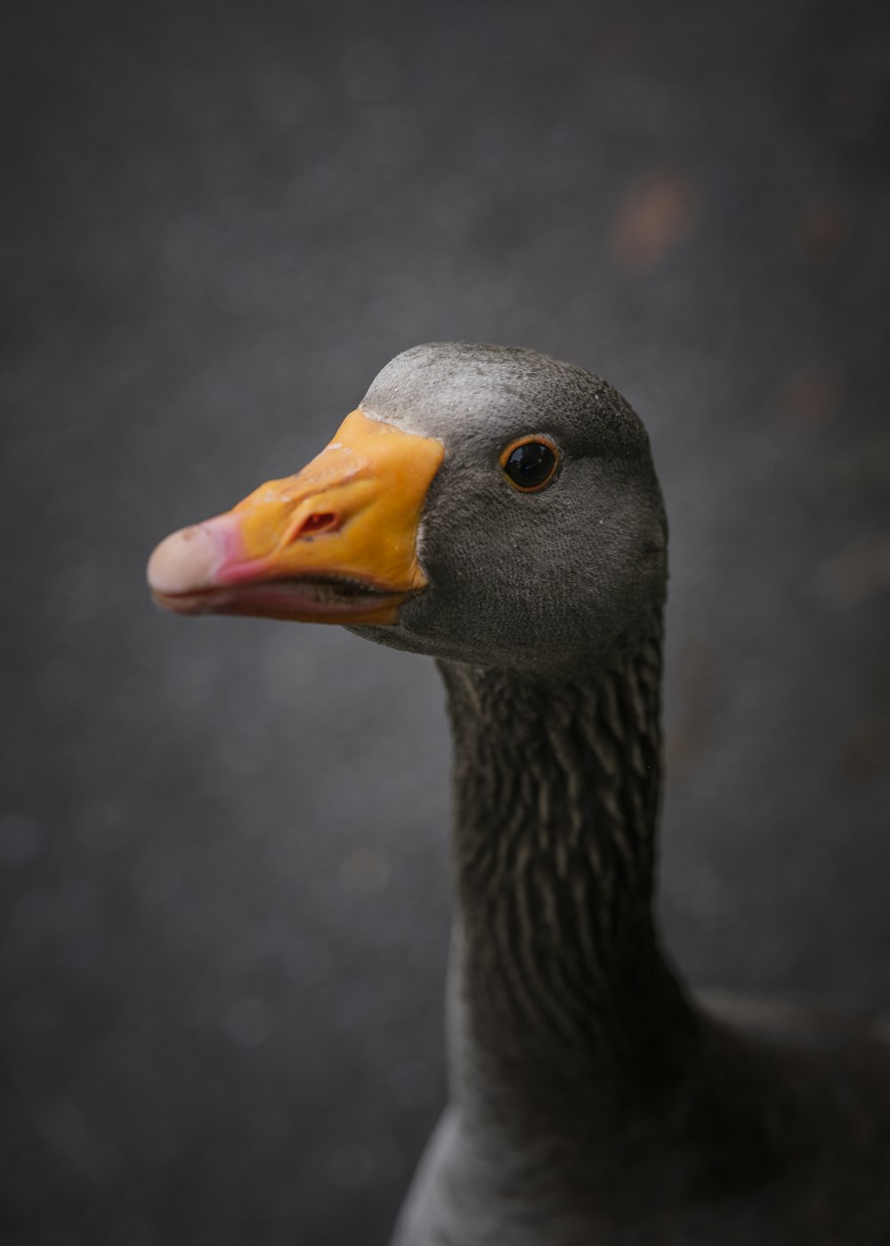 a close up of a duck with a yellow beak