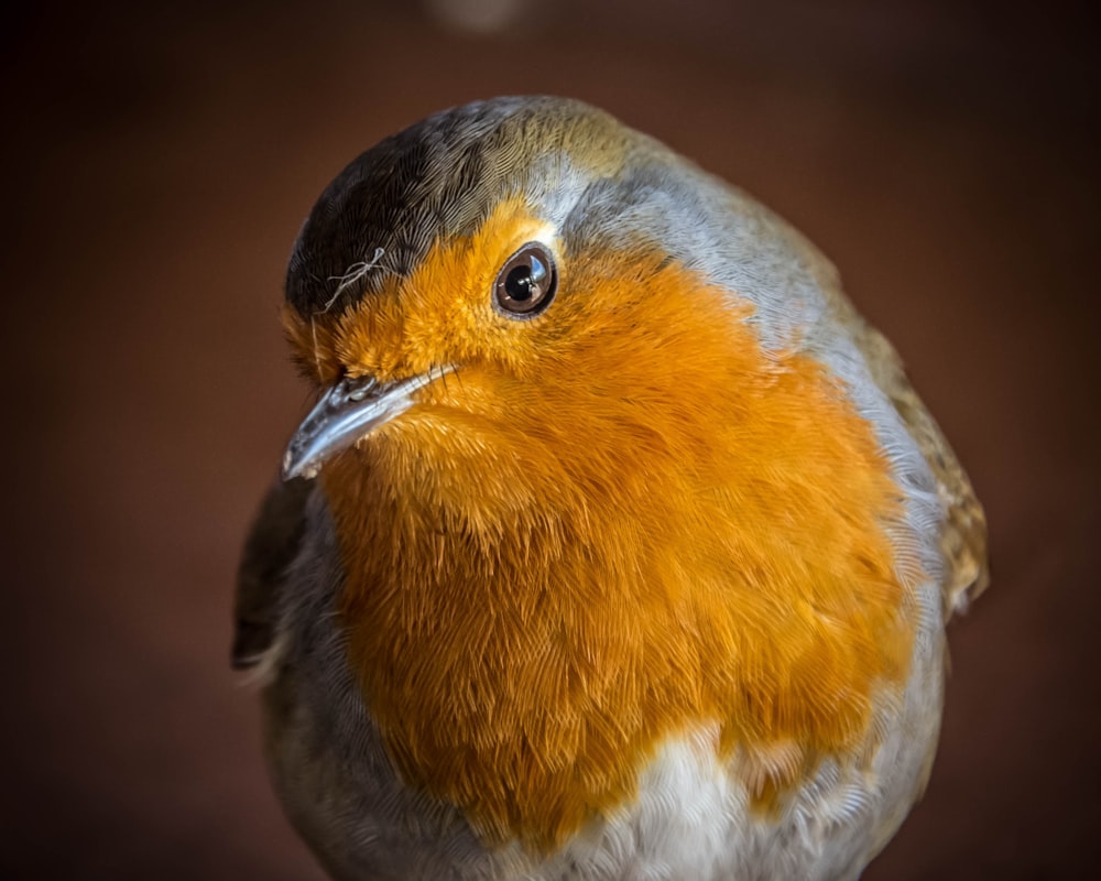a close up of a bird on a brown background