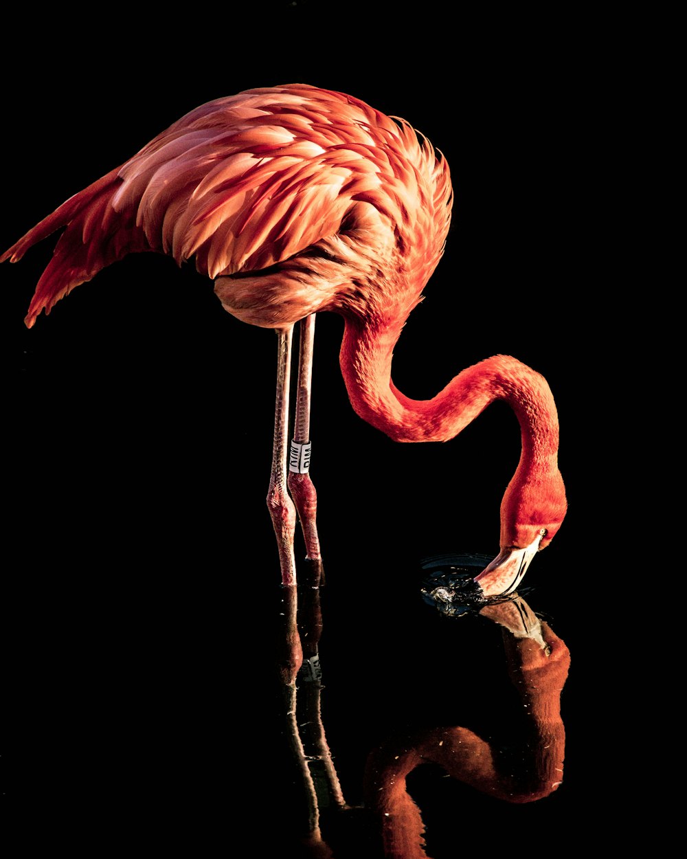 a pink flamingo standing on a black surface