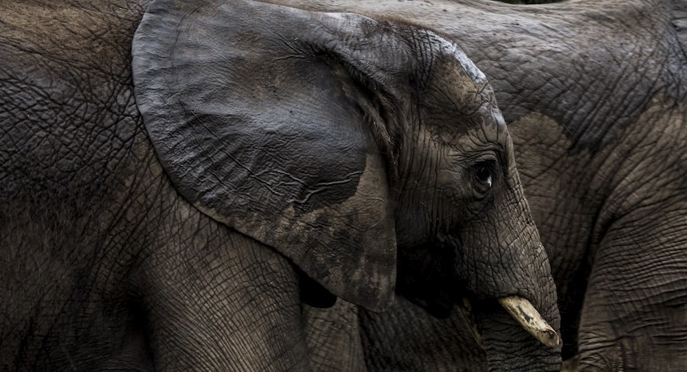 a close up of an elephant's face with trees in the background