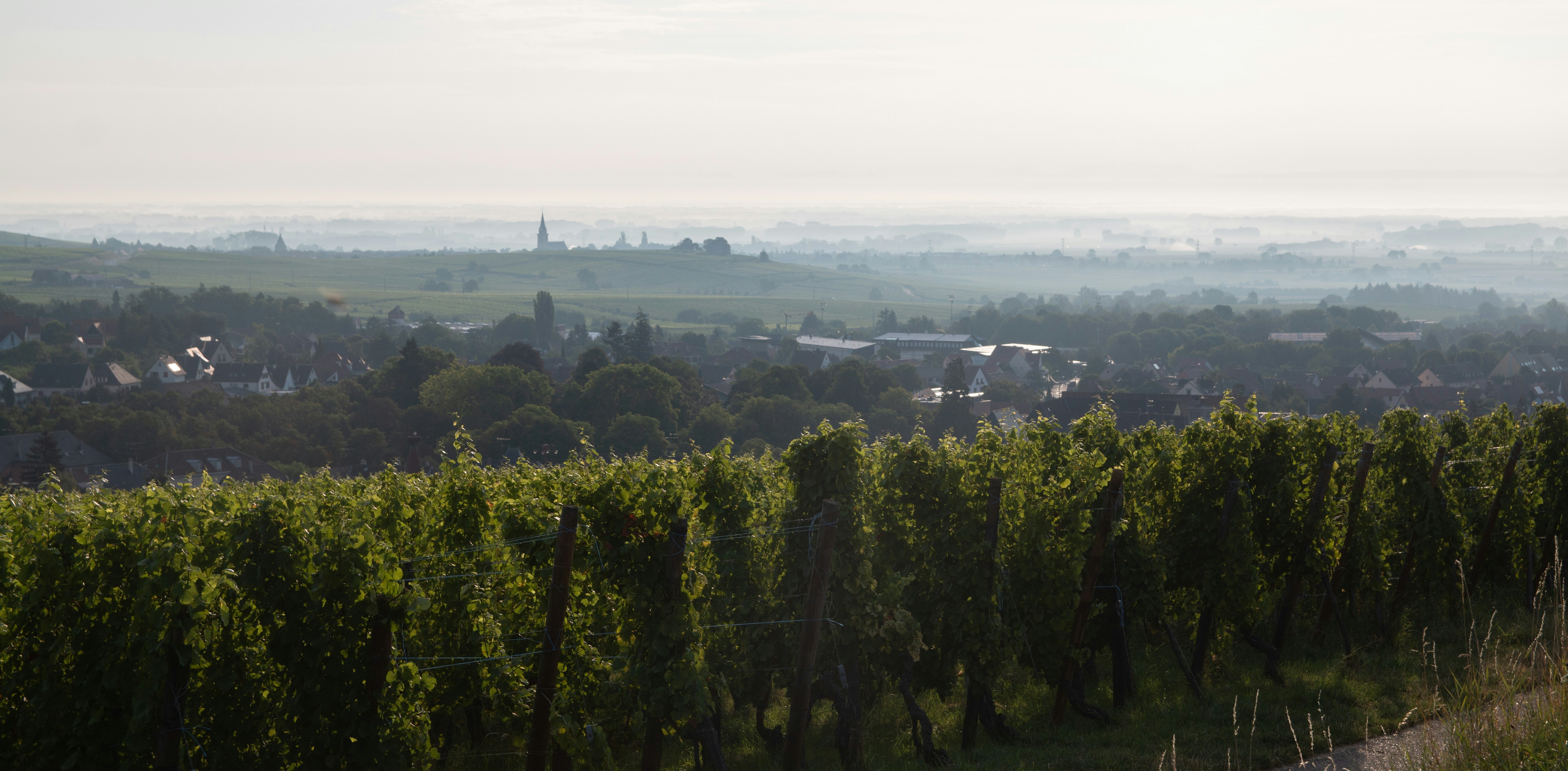 a view of a city from a vineyard