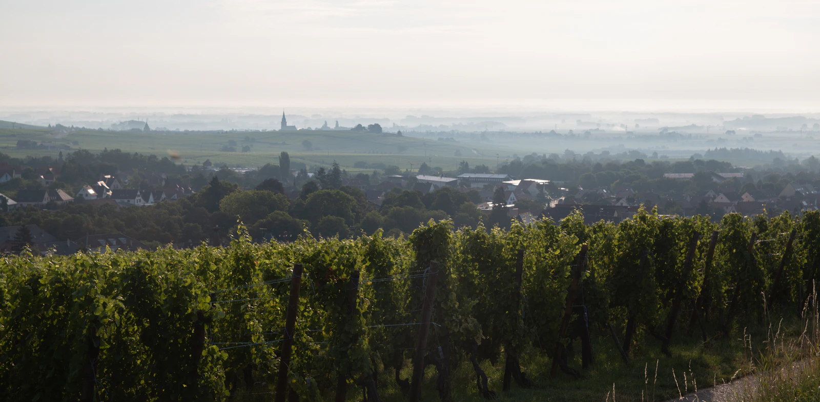 Vignes d’Alsace dominant un village de la route des vins