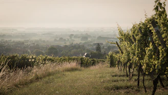 Aerial view of a sprawling vineyard estate at dawn, with mist rising between the rows.
